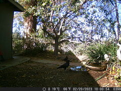 Corvus brachyrhynchos