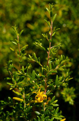 Persoonia terminalis recurva