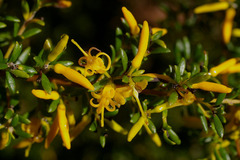 Persoonia terminalis recurva