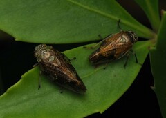 Pseudaphronella jactator