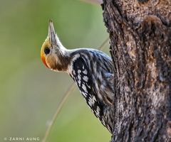 Leiopicus mahrattensis