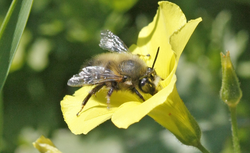 Ocherous Digger Bee (Anthophora rubricrus) · iNaturalist Canada