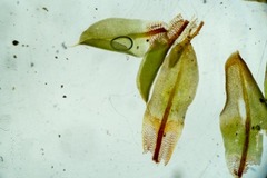 Encalypta rhaptocarpa