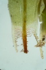 Encalypta rhaptocarpa