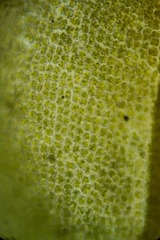 Encalypta rhaptocarpa