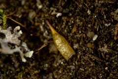 Encalypta rhaptocarpa