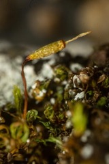 Encalypta rhaptocarpa