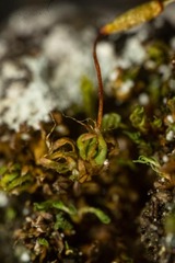 Encalypta rhaptocarpa