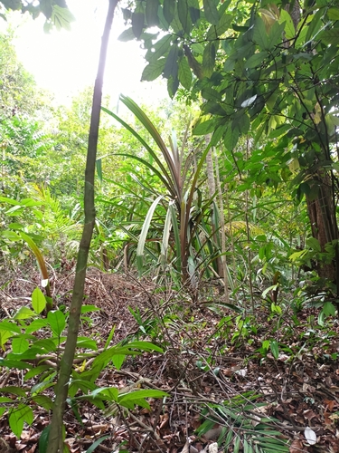 Pandanus houlletii observed 2023-02-21