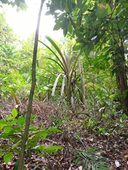 Pandanus houlletii