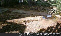 Haemorhous mexicanus