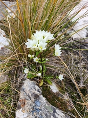 Gentianella corymbifera