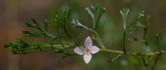 Cyanothamnus anemonifolius