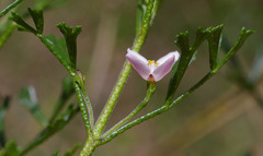 Cyanothamnus anemonifolius