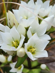 Gentianella corymbifera