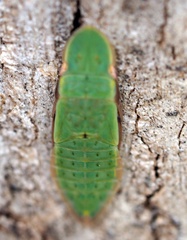 Ledromorpha