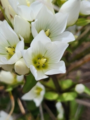 Gentianella corymbifera