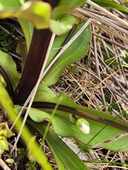 Gentianella corymbifera
