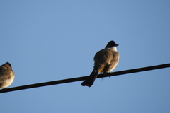 Pycnonotus xanthorrhous