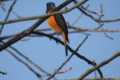 Phoenicurus frontalis