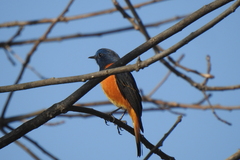 Phoenicurus frontalis