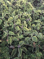 Plectranthus