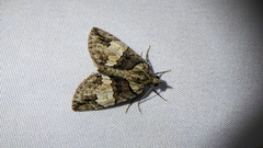 Chytonix palliatricula