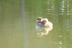 Tachybaptus ruficollis
