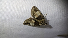 Chytonix palliatricula