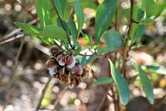 Dodonaea triquetra