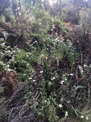 Leucanthemum vulgare