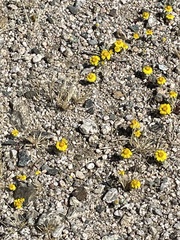 Eriophyllum wallacei