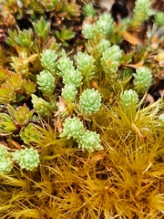 Kelleria laxa
