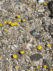 Eriophyllum wallacei