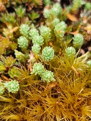 Kelleria laxa