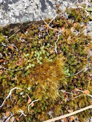 Kelleria laxa
