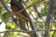 Phoenicurus frontalis