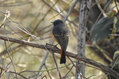 Phoenicurus frontalis