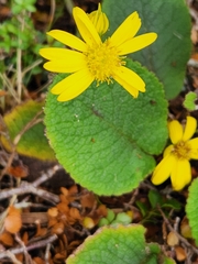 Brachyglottis lagopus