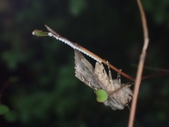 Ichneutica ustistriga
