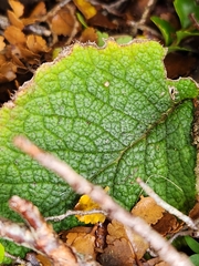Brachyglottis lagopus