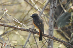 Phoenicurus frontalis