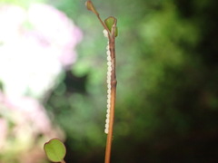 Ichneutica ustistriga