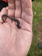 Plethodon electromorphus