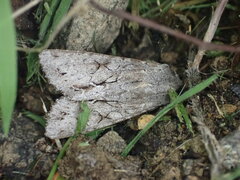 Ichneutica ustistriga