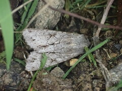 Ichneutica ustistriga