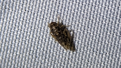 Xestocephalus tessellatus