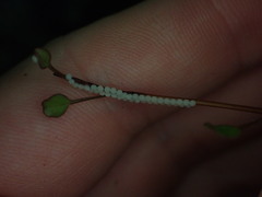 Ichneutica ustistriga