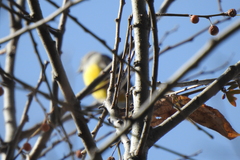 Dicaeum melanozanthum