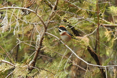 Aegithalos concinnus